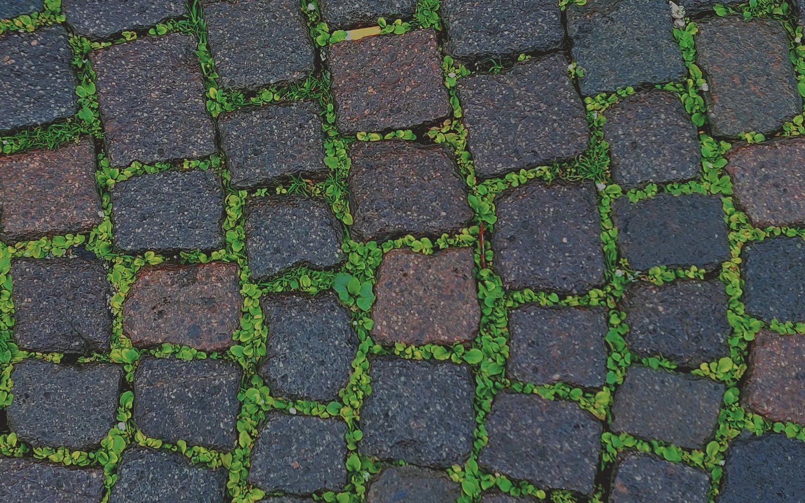 Setts laid with open joints and greenery growing between them